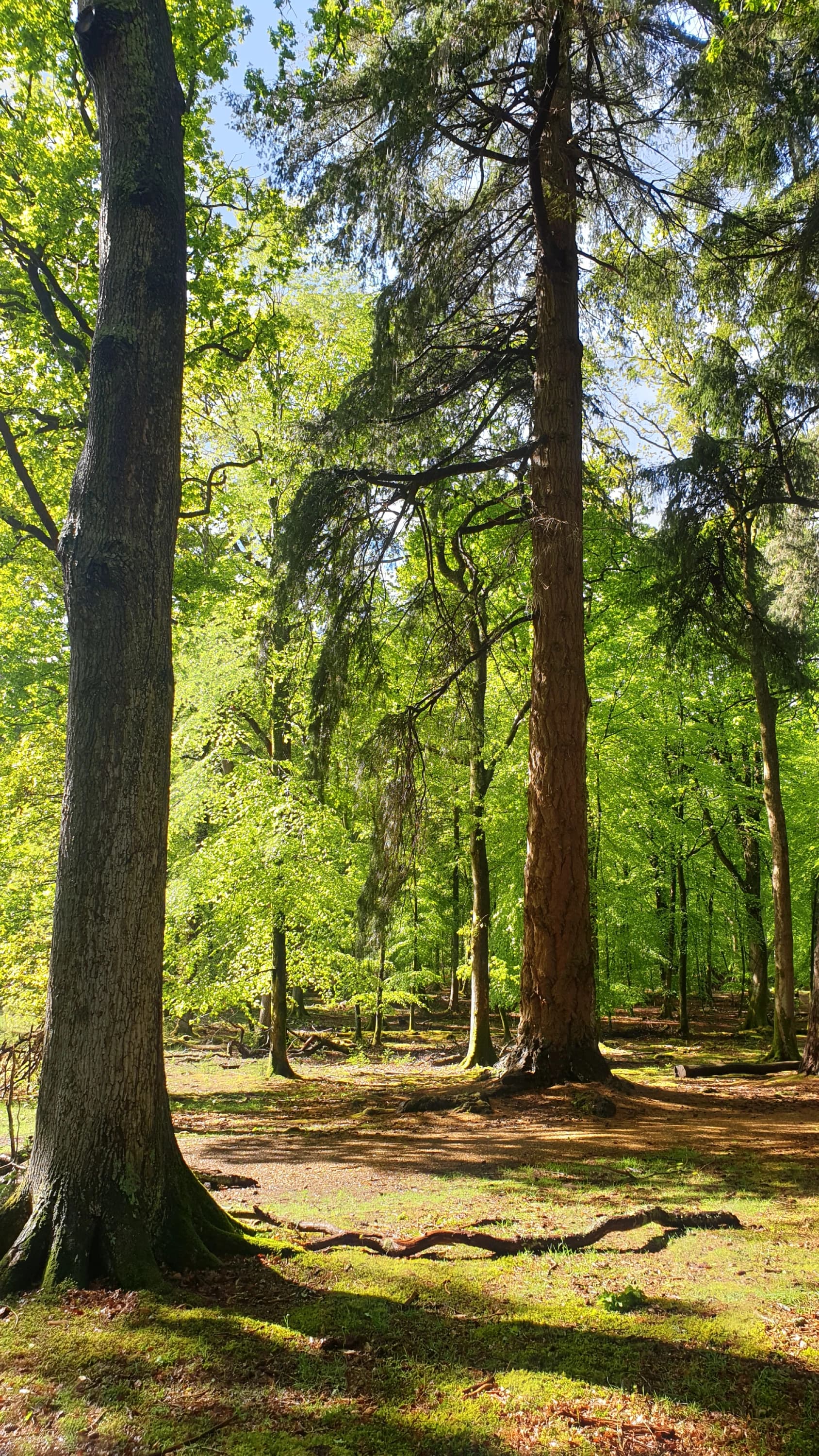 The New Forest